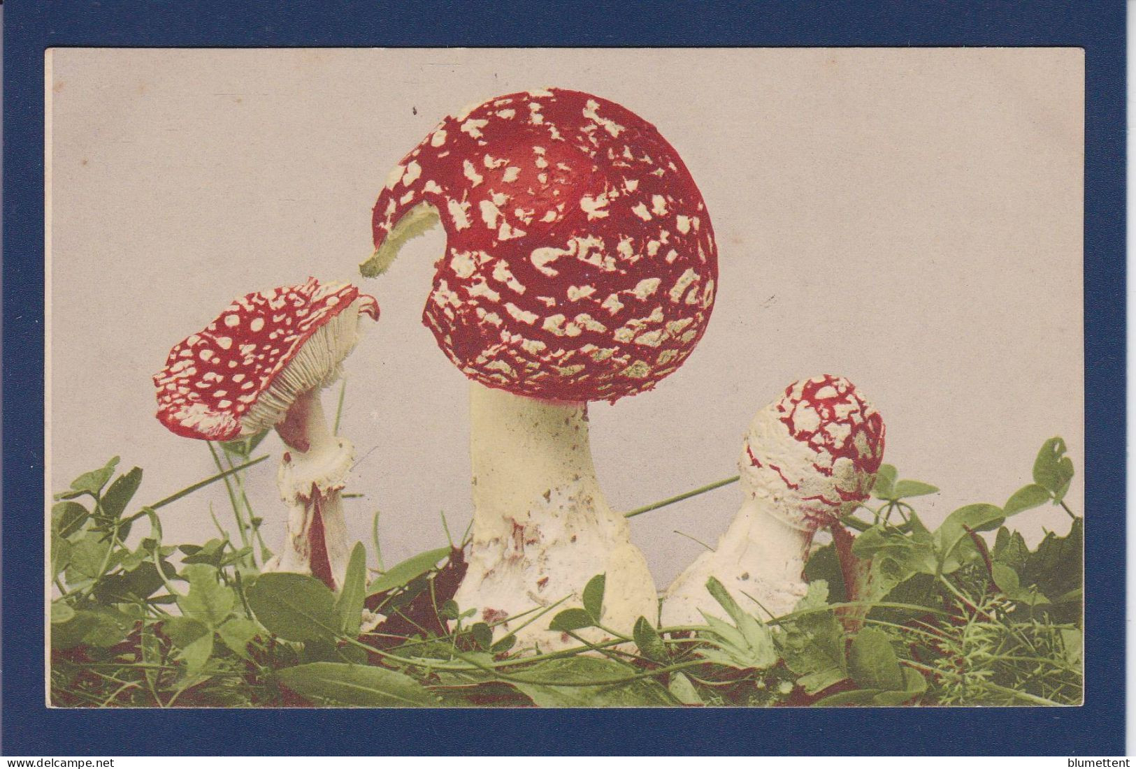 CPA 1 Euro Champignon Mushroom Prix De Départ 1 Euro écrite - Paddestoelen