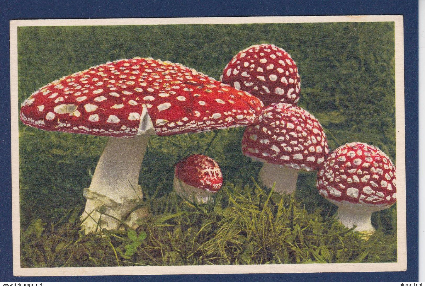 CPA 1 Euro Champignon Mushroom Prix De Départ 1 Euro Non Circulée - Funghi