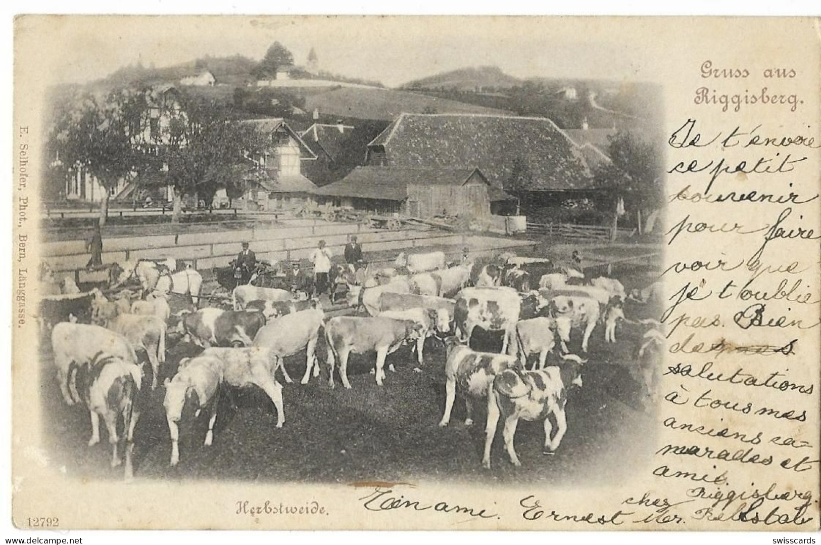 Gruss Aus RIGGISBERG: Bauernhof Mit Viehherde 1902 - Riggisberg 