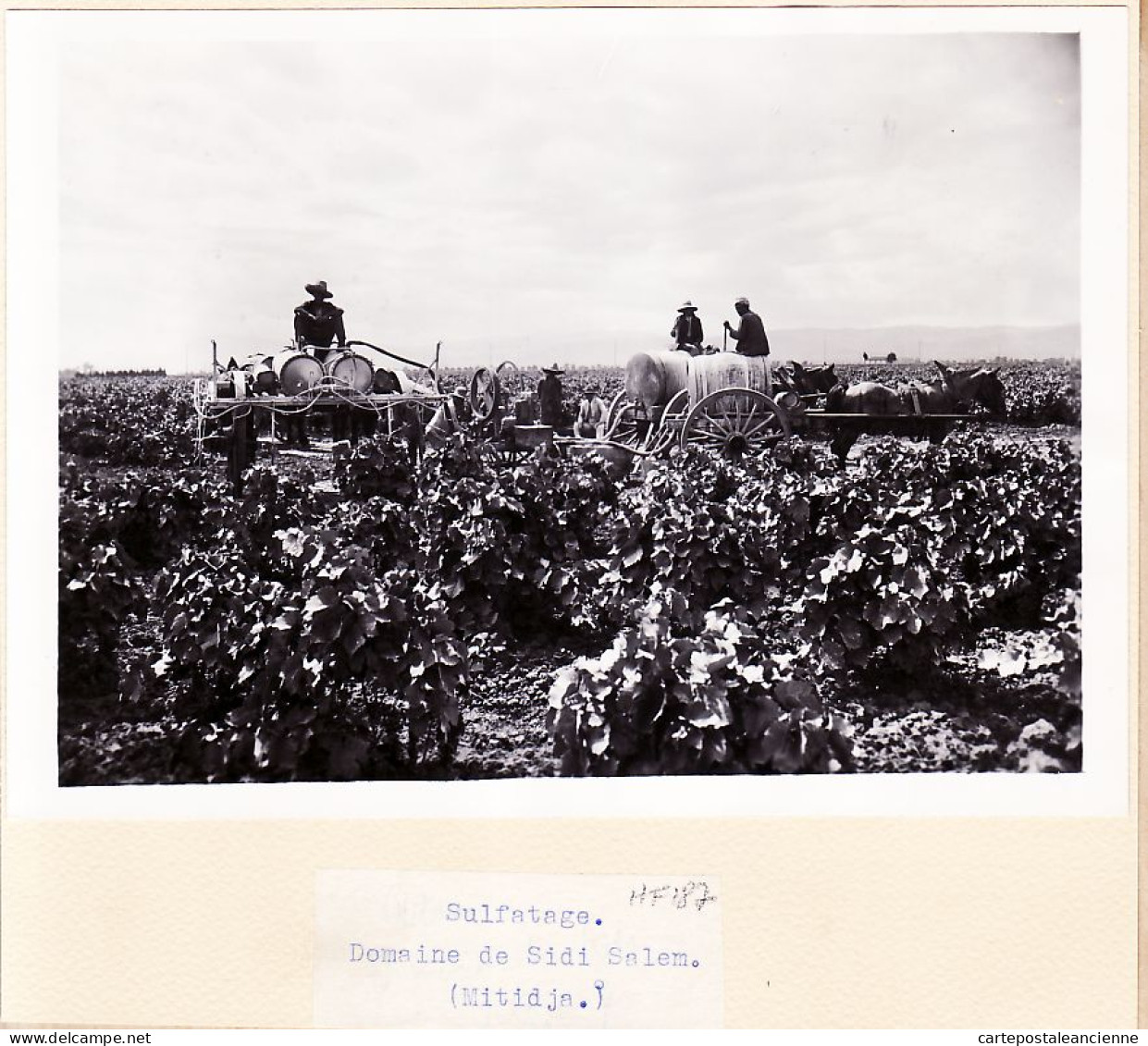 26403 / ⭐ Rare MITIDJA 1950s SULFATAGE Vignes Domaine De SIDI SALEM Attelage Chevaux Photo 18x13 Métidja Algérie - Luoghi