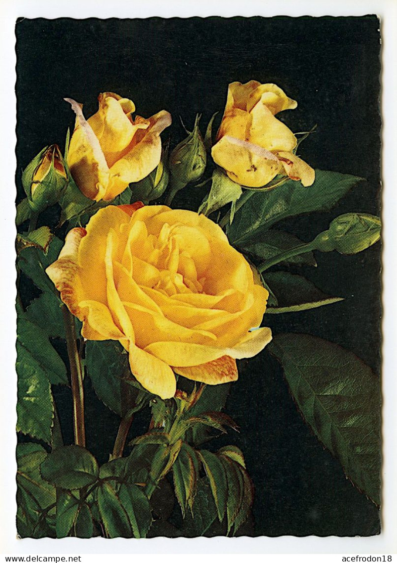 Fleurs - Bouquet De Roses Jaunes - Fiori