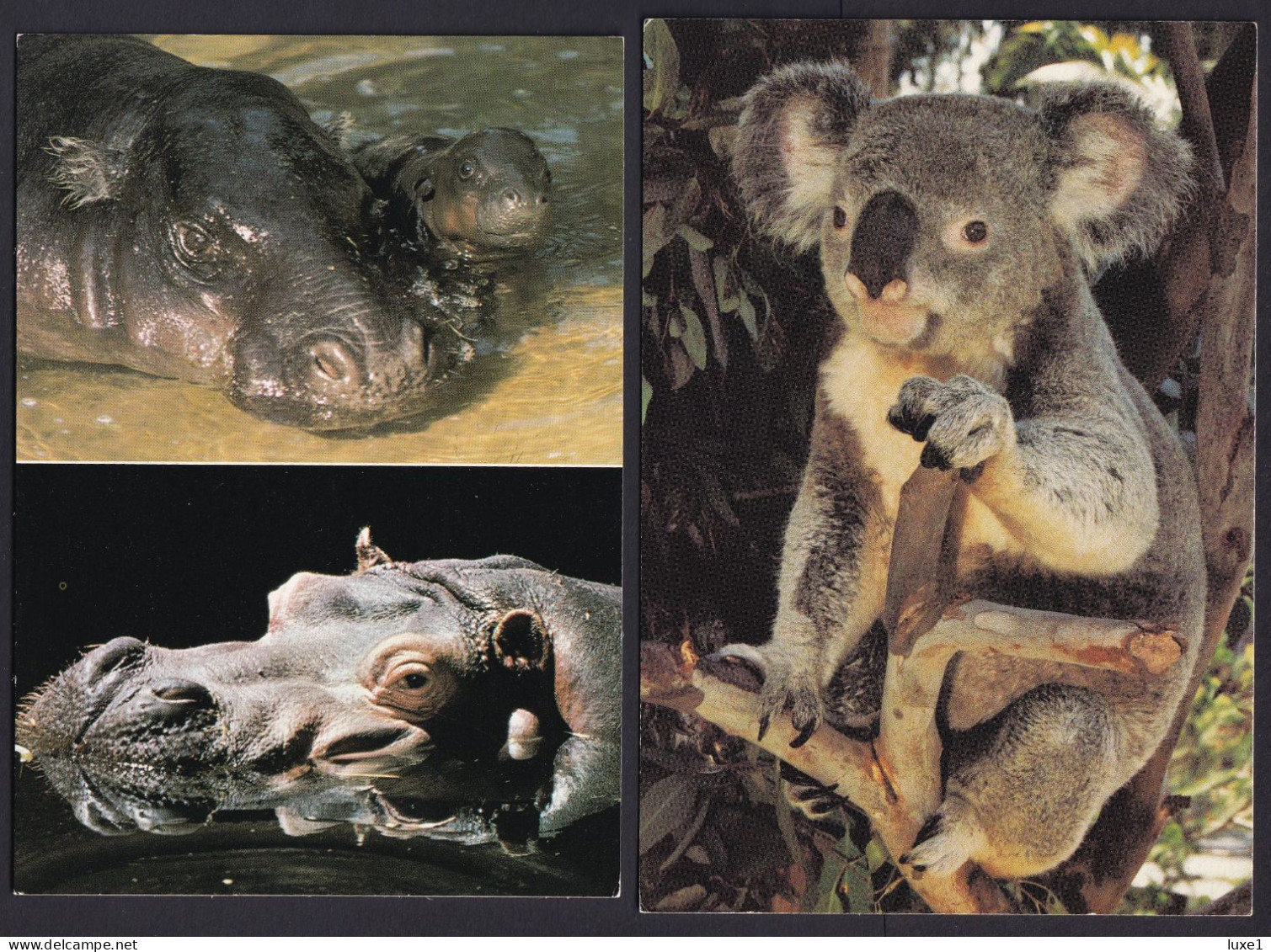 ANIMALS ,  SAN DIEGO  ,   ZOO  ,  TWO  OLD  POSTCARDS - Autres & Non Classés