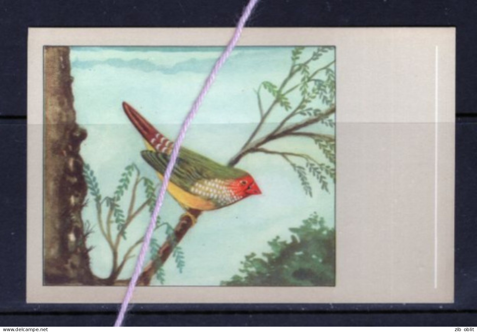 (ALM)  CARTE POSTALE OISEAU BIRDS BIRD DIAMANT RUFICAUDA - Oiseaux