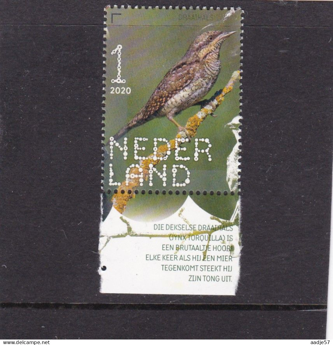 Netherlands Pays Bas 2020 Draaihals Wryneck MNH** - Ongebruikt