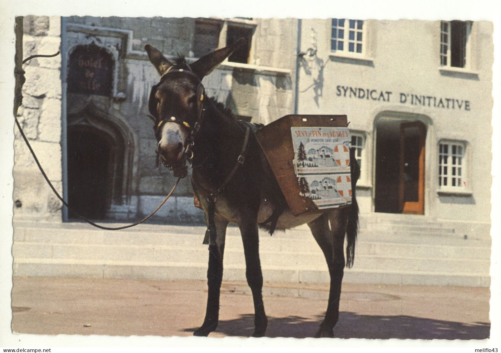 73/ CPSM -  Aix Les BAins - Le Gentil Petit Ane Devant L'Hotel De Ville - Aix Les Bains