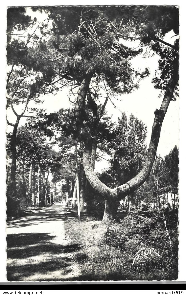 17  Ronce Les Bains - Arbre - Le Pin En Y , Rute De La Tremblade - Autres & Non Classés