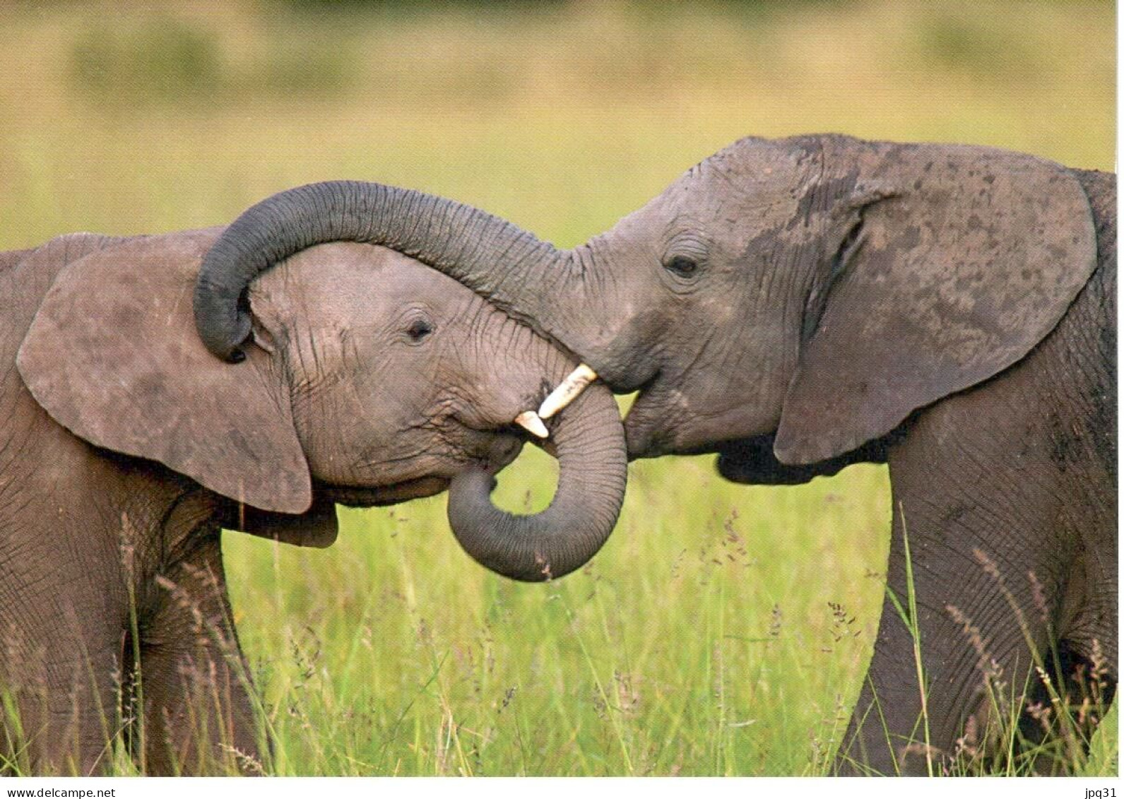 Carte Double IFAW Aider Les Animaux En Détresse - éléphante Et Son éléphanteau - Ref 3NA1-FR1 - Elephants