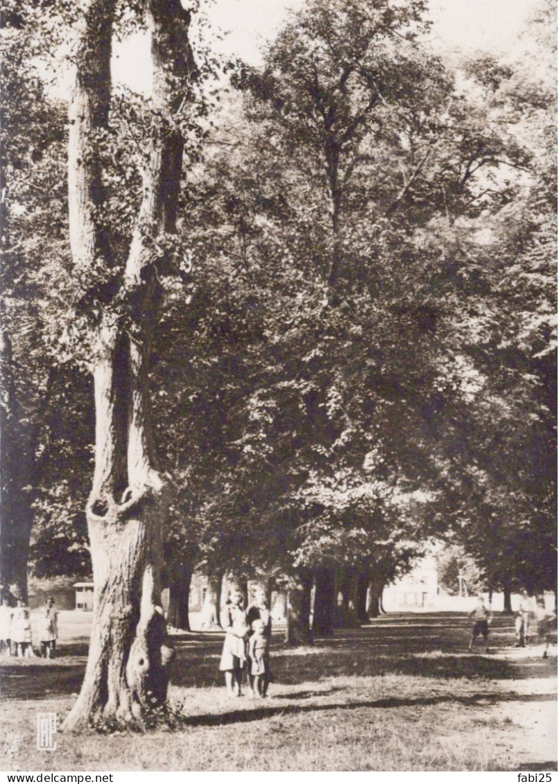 FUMAY LES TILLEULS CENTENAIRES DE LA PLACE DU BATY - Fumay