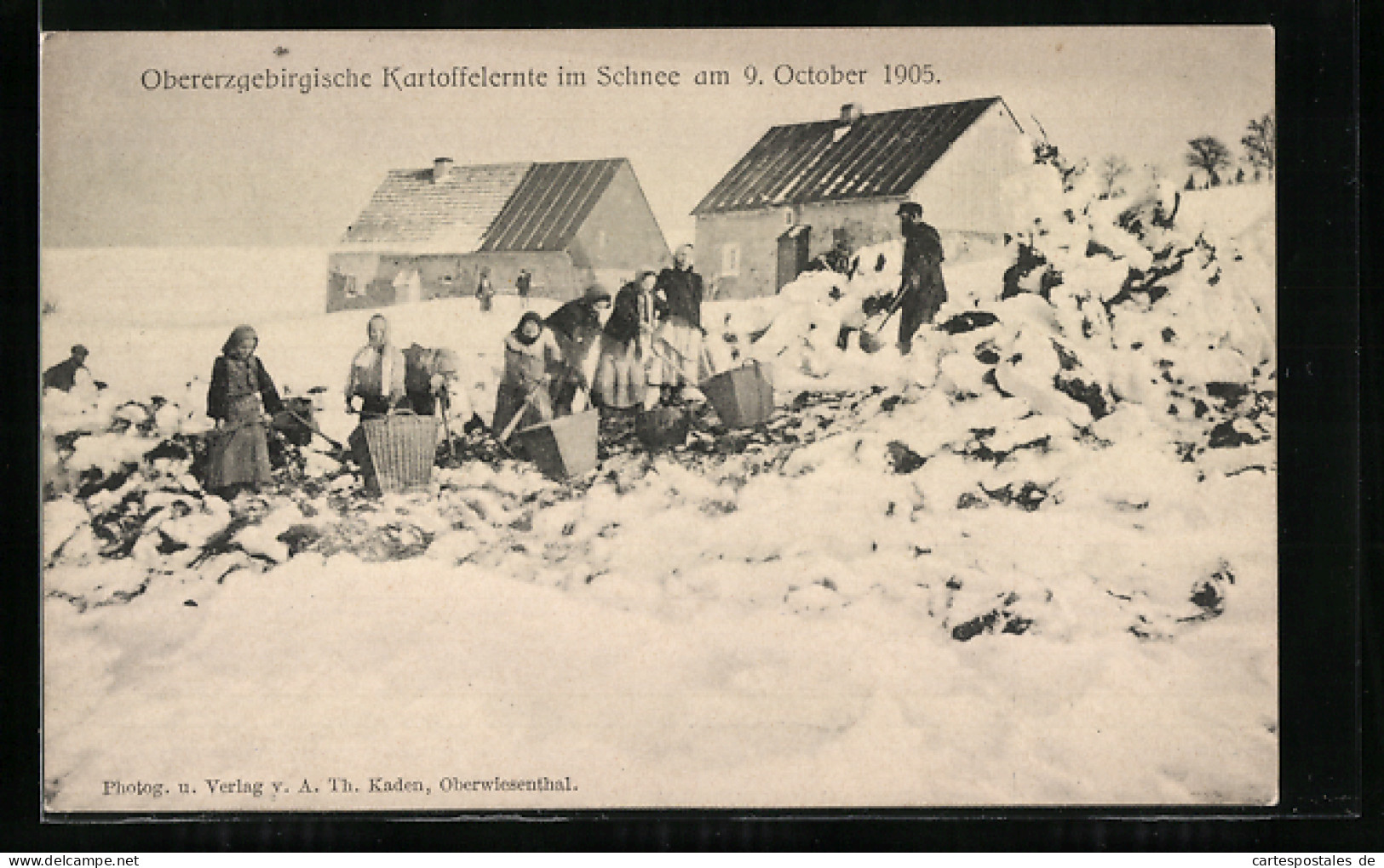 AK Obererzgebirgische Kartoffelernte Im Schnee Am 9. Oktober 1905, Landwirtschaft  - Cultures