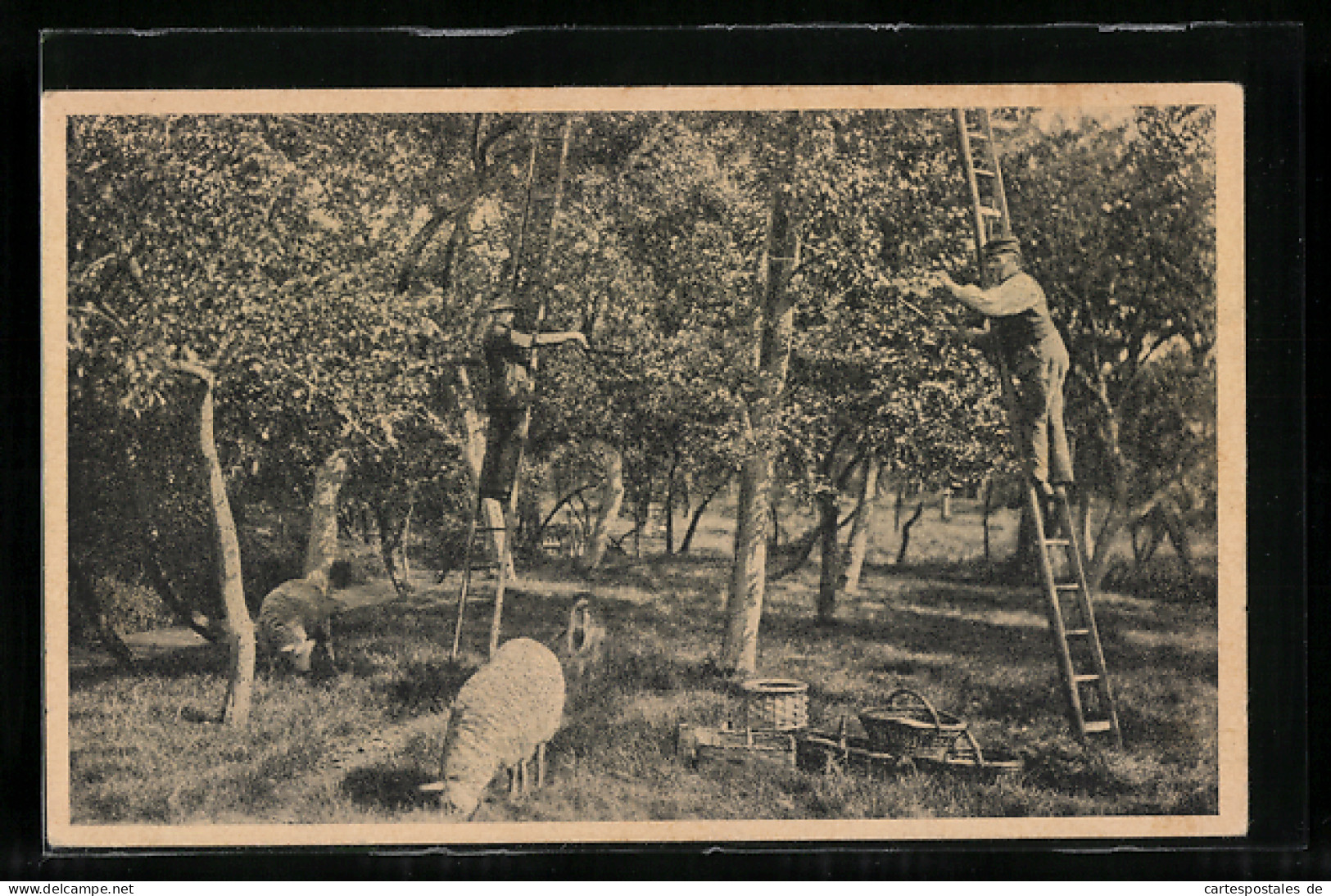 AK Kirschenernte Im Altenlande, Landwirtschaft  - Cultivation