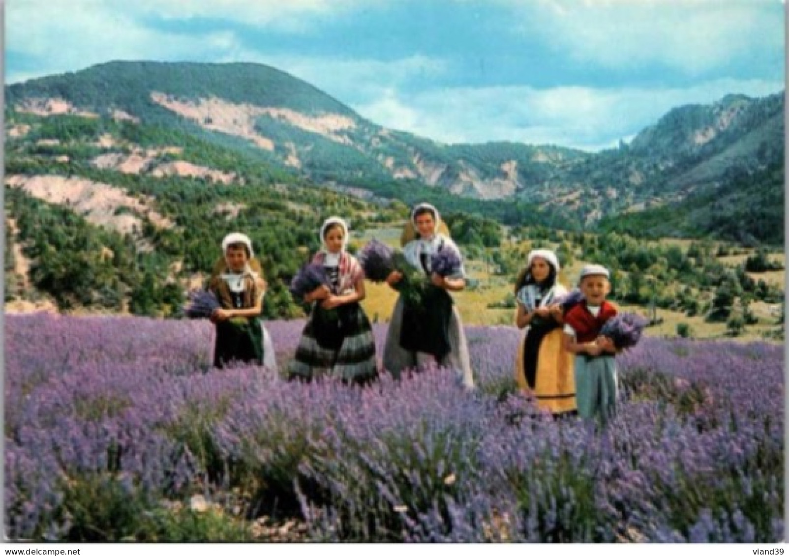 PROVENCE.  -   Provencaux En Cueillette De La Lavande.   1980 - Dances