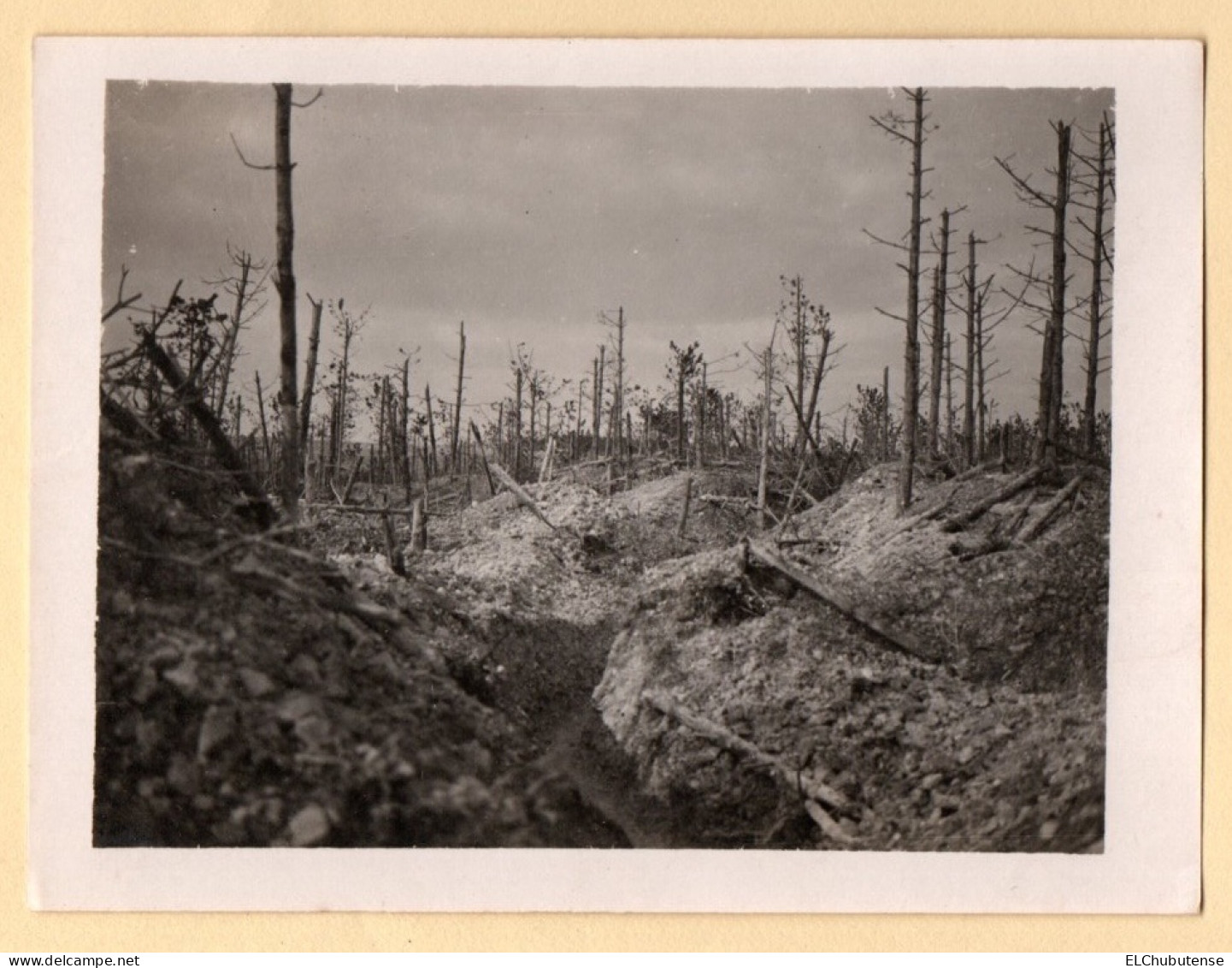 Photo Tranchée Bois Horizontal - Effets Bombardements - Champagne Guerre 14-18 WW1 - War, Military