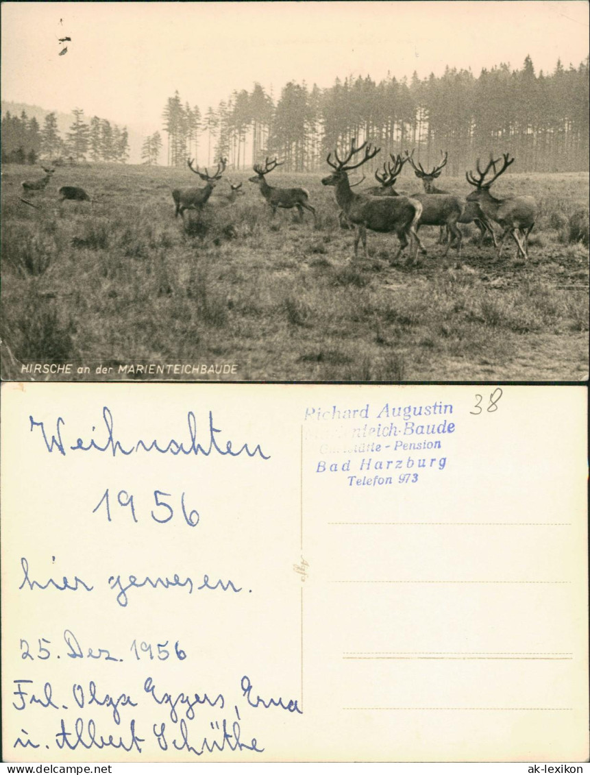 Ansichtskarte Bad Harzburg Hirsche An Der Marienteichbaude 1956 - Bad Harzburg