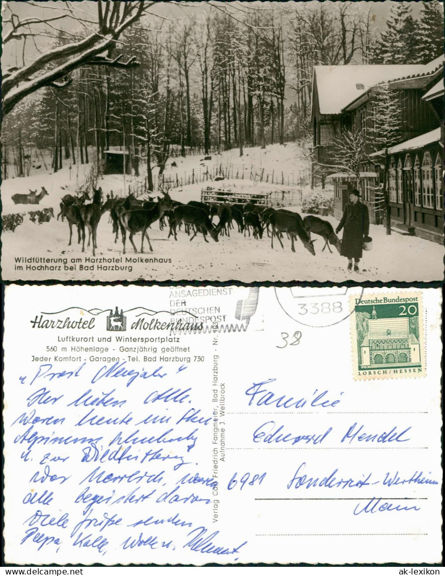 Ansichtskarte Bad Harzburg Molkenhaus, Rehe Im Winter 1962 - Bad Harzburg