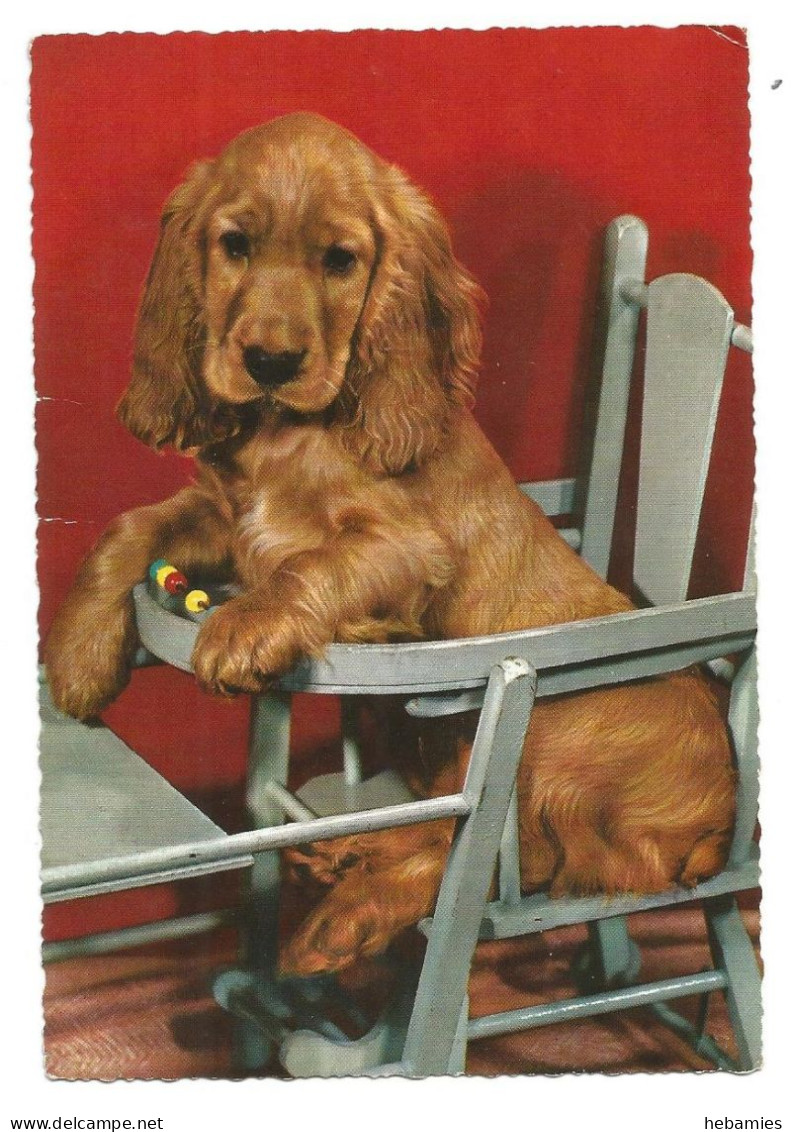 COCKER SPANIEL PUPPY In A BABY CHAIR - Chiens