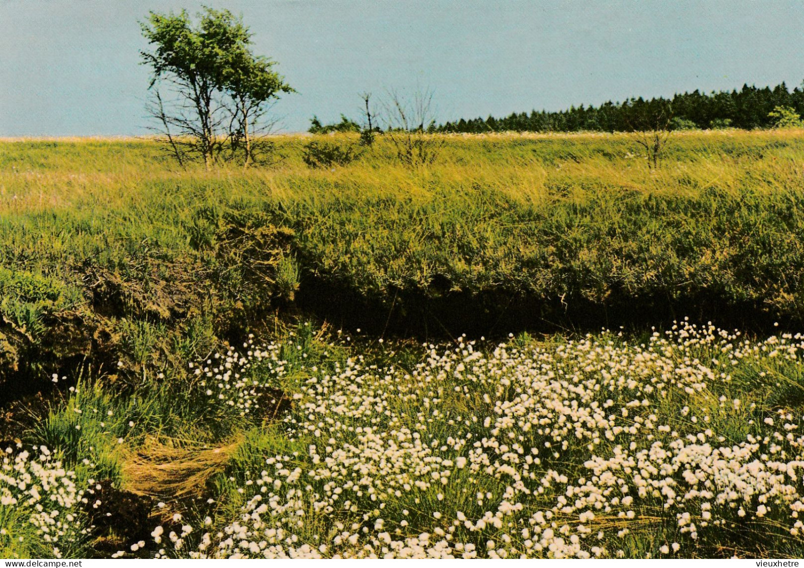 Waimes  Sourbrodt Hautes Fagnes - Weismes