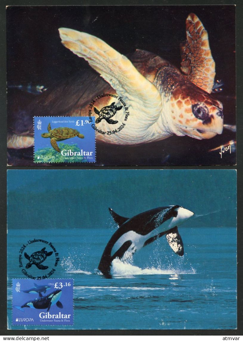 GIBRALTAR (2024) Carte S Maximum Card S  - EUROPA 2024 Underwater Fauna & Flora, Loggerhead Sea Turtle, Caretta, Orca - Gibraltar