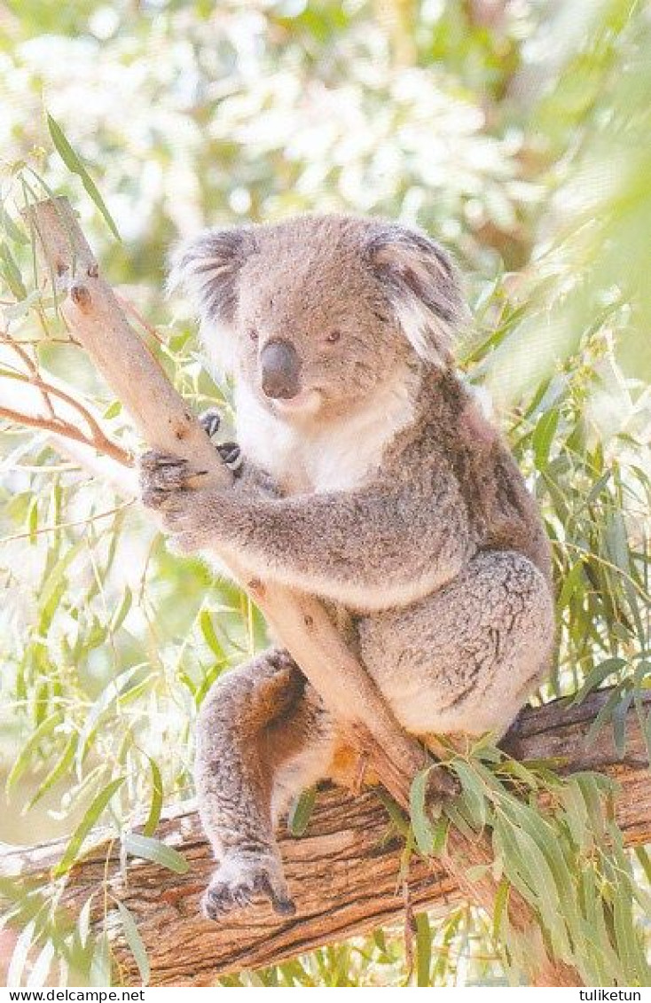 Koala - Coala - Animal - Animaux - Fauna - Faune - Perros