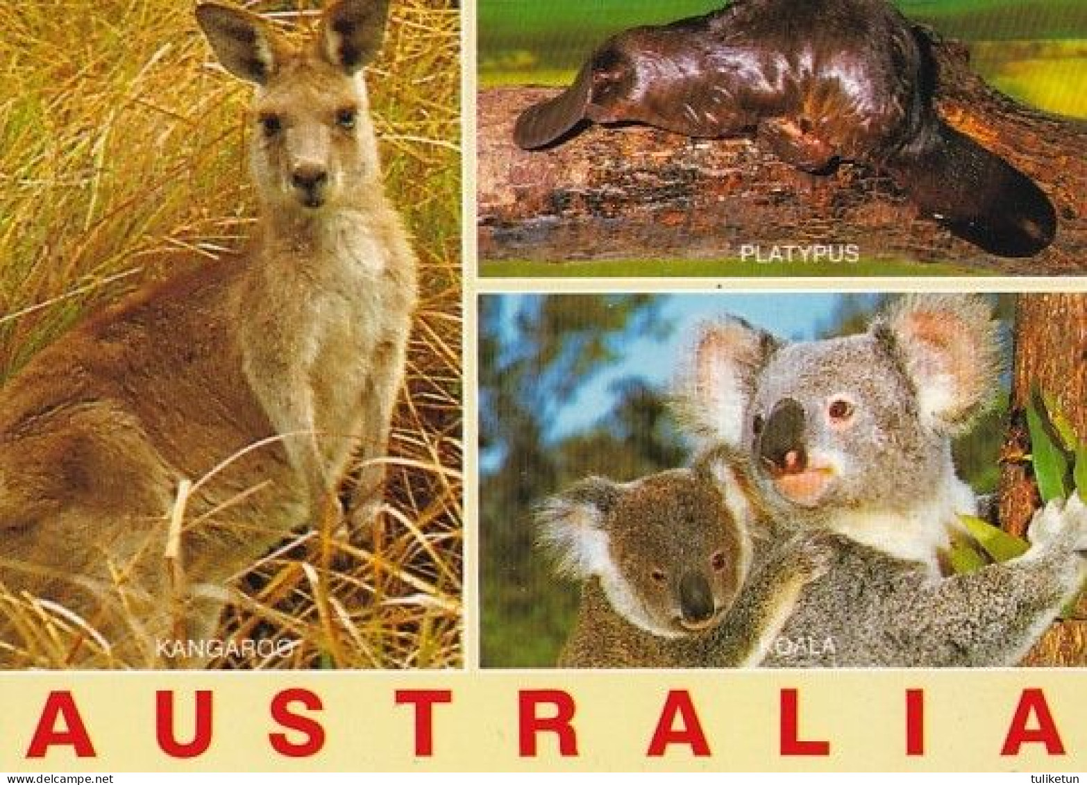 Koala - Coala - Animal - Animaux - Fauna - Faune - Australian Wild Animals - Kangaroo - Platypus - Chiens