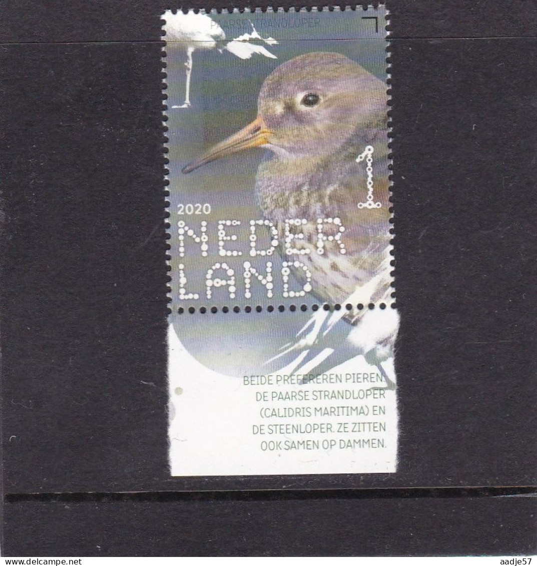 Netherlands Pays Bas 2020 Paarse Strandloper Purple Sandpiper MNH** - Ungebraucht