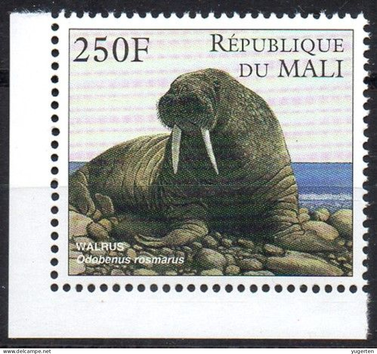 MALI 1997 -1v - MNH - Walrus (Odobenus Rosmarus) - Morsa - Walross - Endangered - Marine Mammals - Tricheco - Andere & Zonder Classificatie