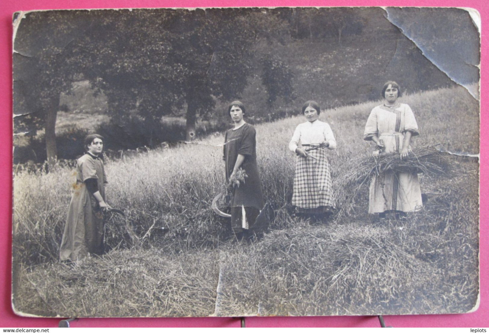 Carte Photo - Jeunes Femmes Faisant Les Foins Avec Faucille - Cultures