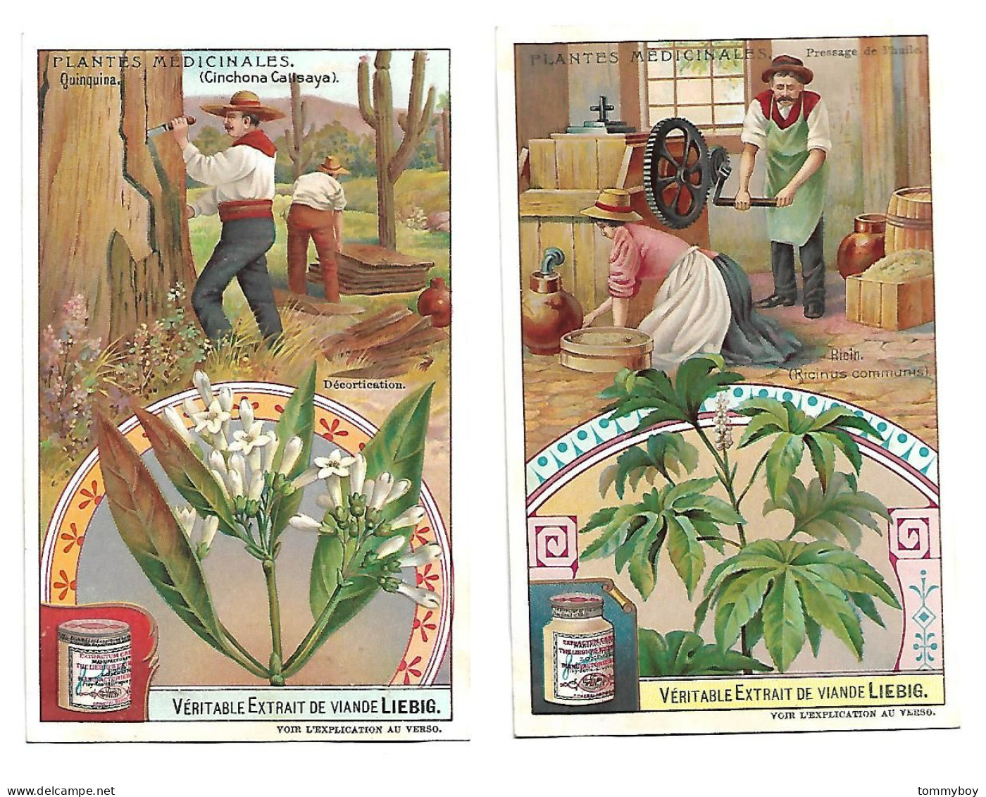 S 906, Liebig 6 Cards, Plantes Médicinales - Liebig