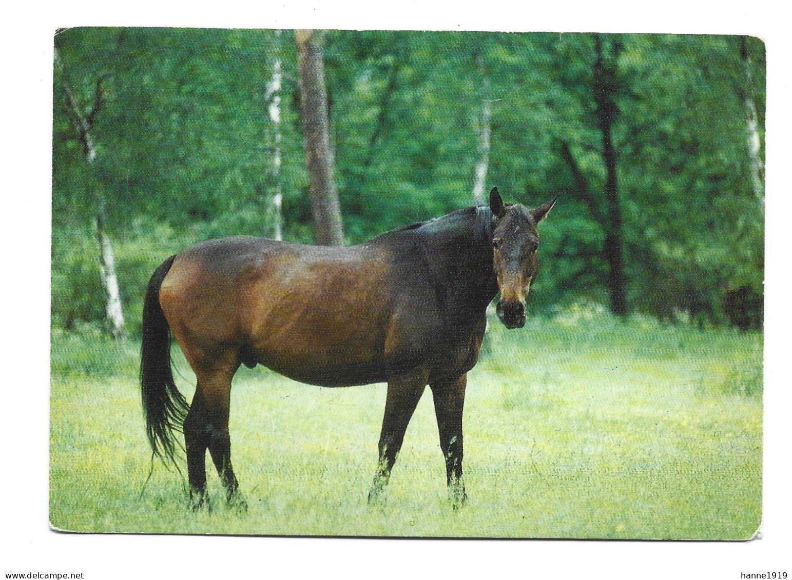 Pferd Horse Cheval Paard AK Photo Carte Foto Prentkaart Htje - Pferde