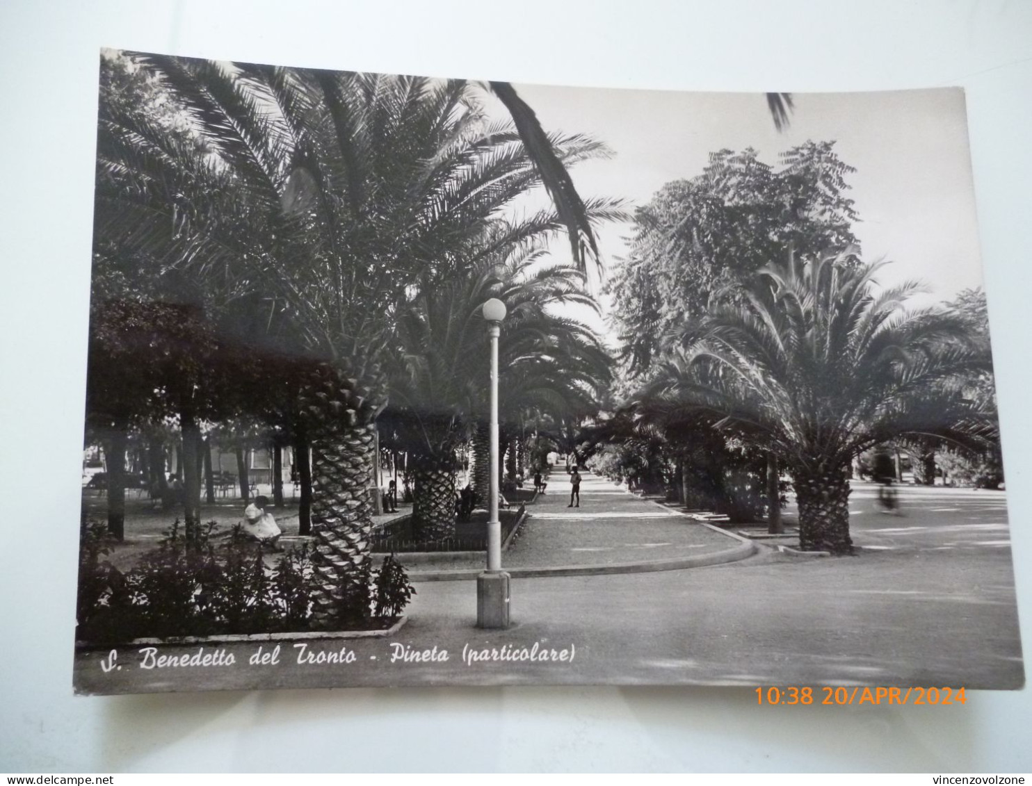 Cartolina Viaggiata "S. BENEDETTO DEL TRONTO Pineta ( Particolare )" 1953 - Ascoli Piceno