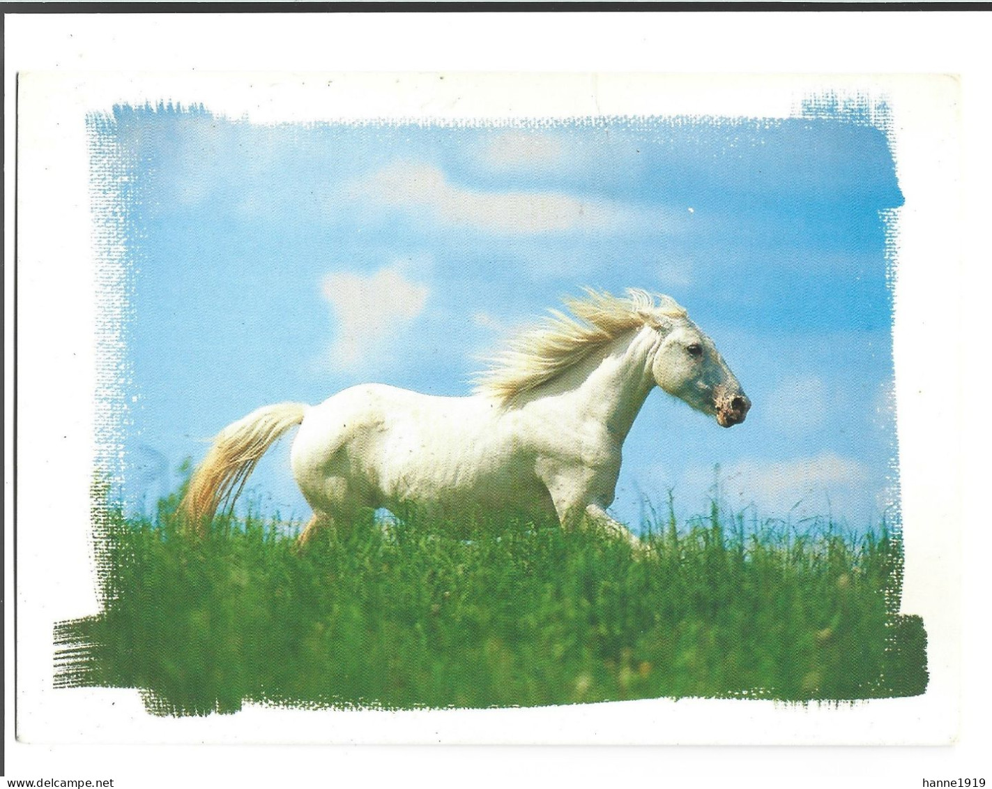 Pferd Paard Horse Cheval Photo Carte Foto Prentkaart Htje - Pferde