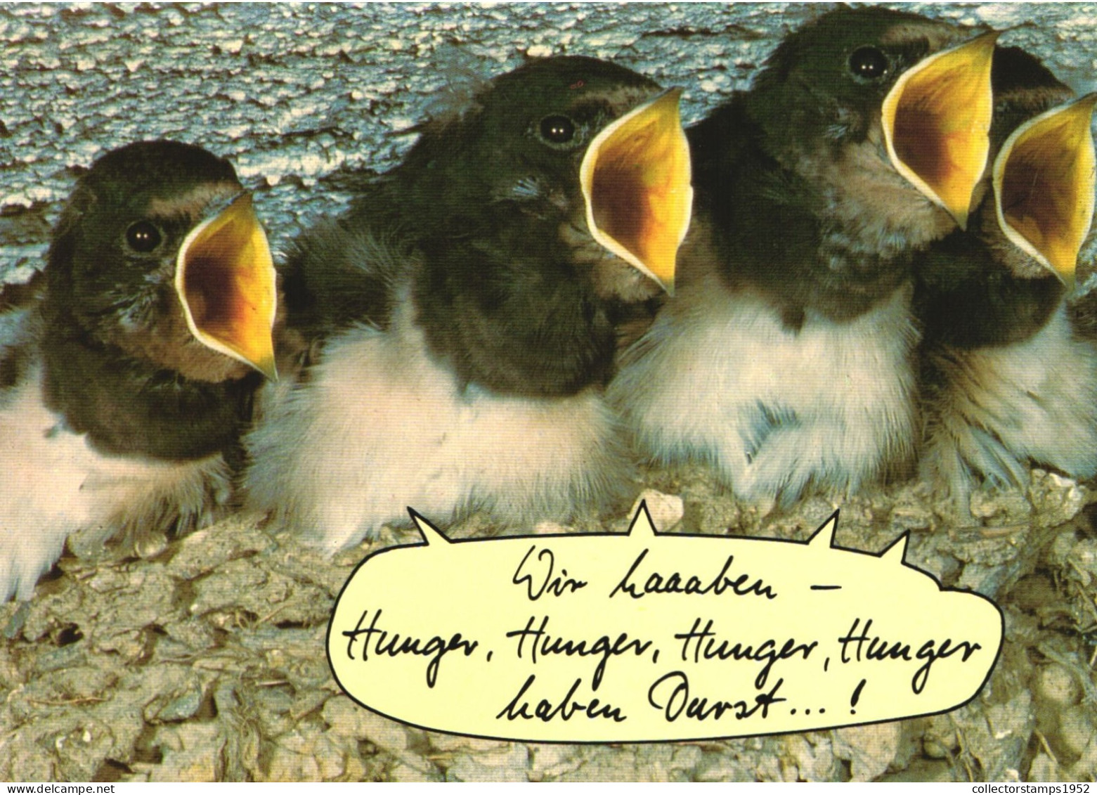 ANIMAL, BIRDS, HUMOUR, GERMANY POSTCARD - Vögel