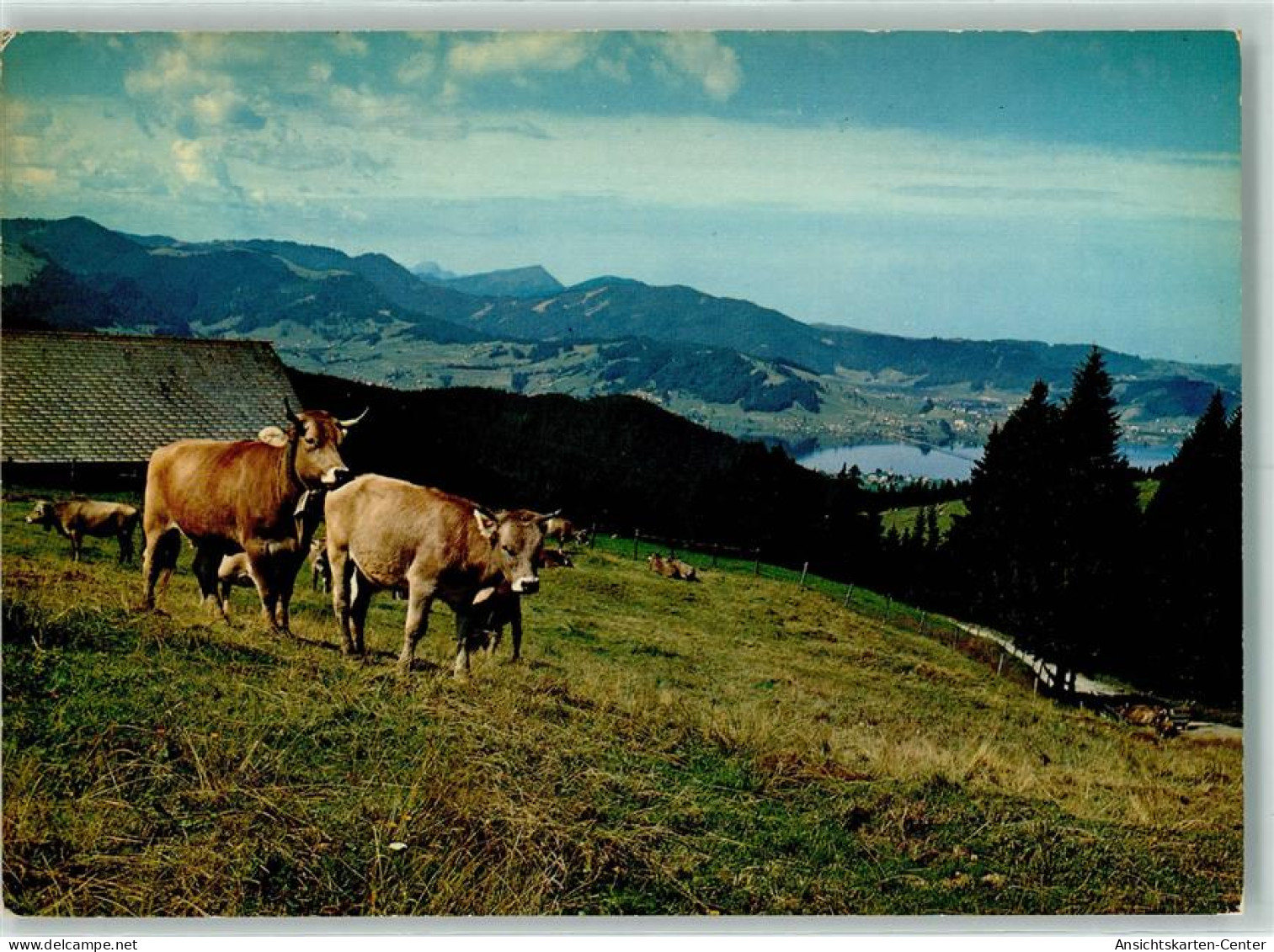10281904 - Sattelegg - Vaches