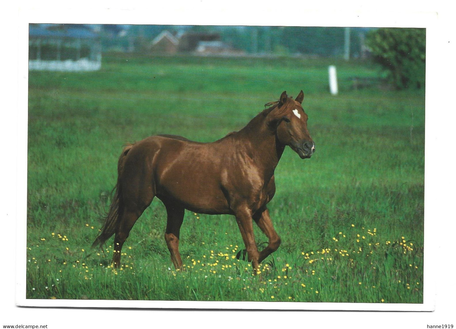 Paard Pferd Horse Cheval Photo Card Laura Den Hartog Foto Prentkaart Htje - Pferde