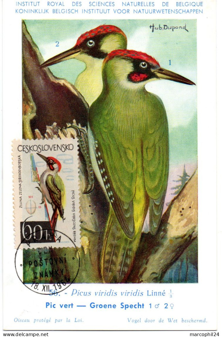 OISEAU / Pic Vert = TCHECOSLOVAQUIE 1964  N° 1362  = CARTE MAXIMUM INSTITUT ROYAL De BELGIQUE - Pájaros Cantores (Passeri)