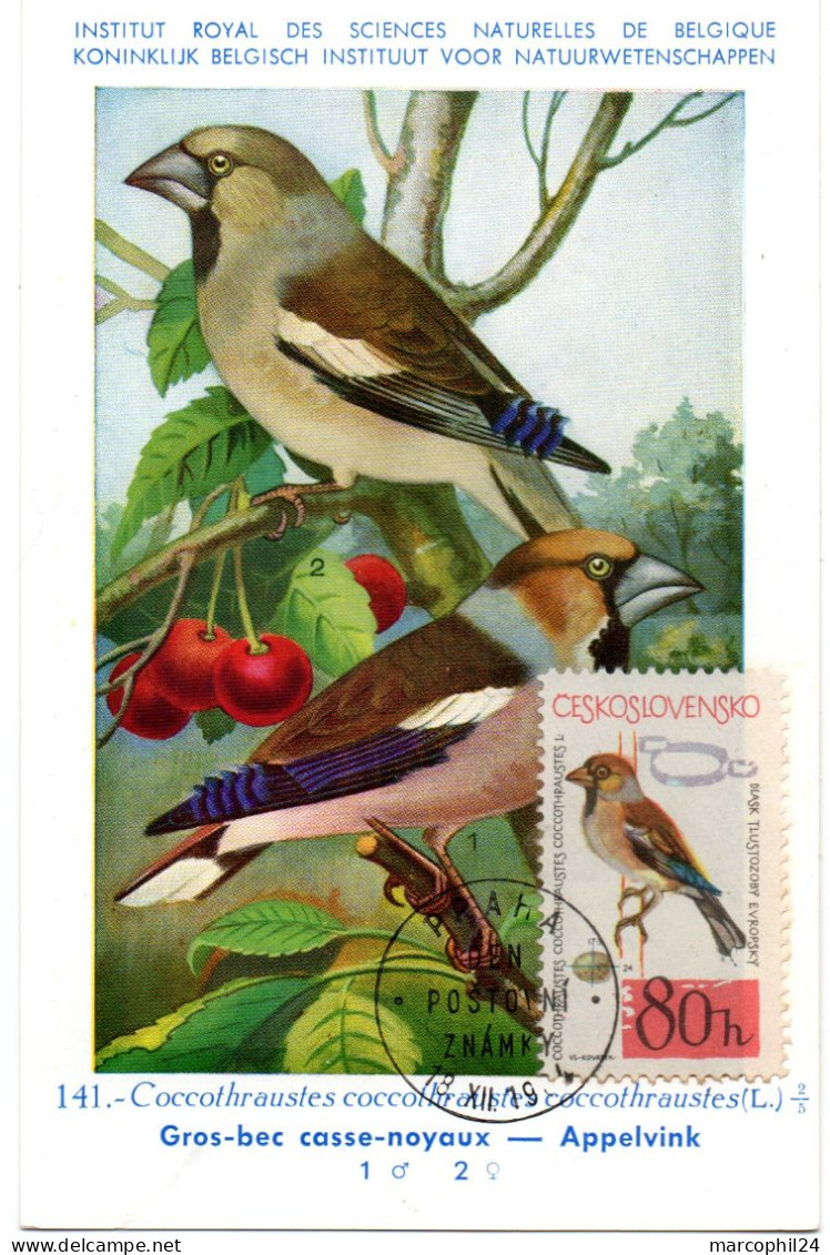 OISEAU / Gros-bec Casse-noyaux = TCHECOSLOVAQUIE 1964  N° 1363  = CARTE MAXIMUM INSTITUT ROYAL De BELGIQUE - Songbirds & Tree Dwellers