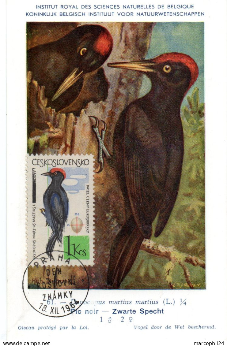 OISEAU / Pic Noir = TCHECOSLOVAQUIE 1964  N° 1364  = CARTE MAXIMUM INSTITUT ROYAL De BELGIQUE - Songbirds & Tree Dwellers