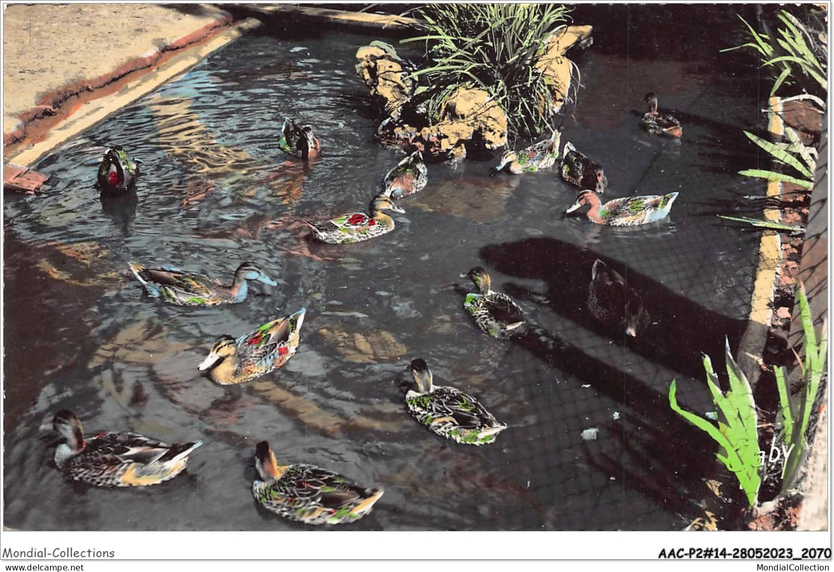 AACP2-14-0117 - LUC-SUR-MER - Jardin Public - Les Canards - Luc Sur Mer