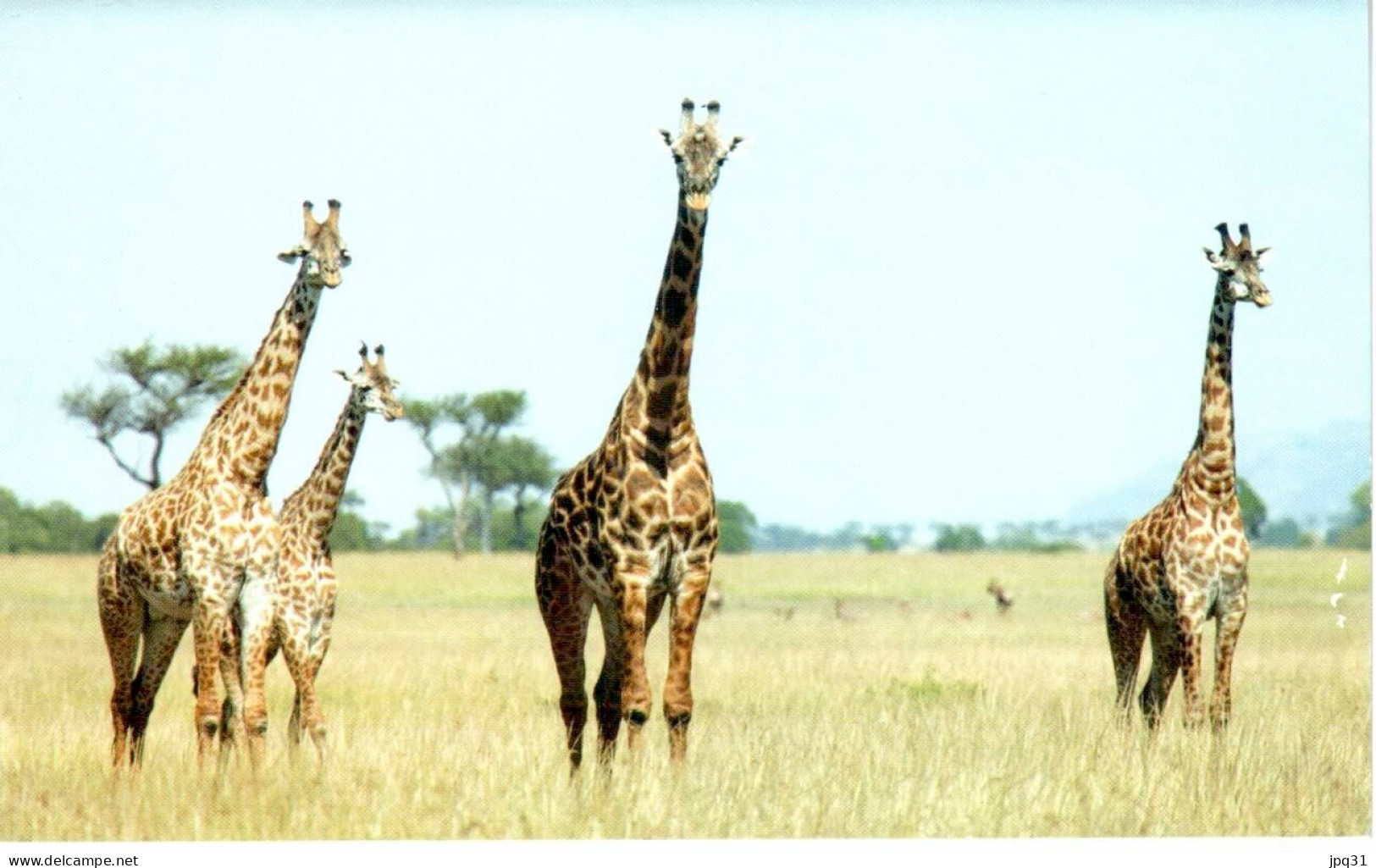 Carte Double Girafes - Serengeti (Tanzanie) - Jirafas