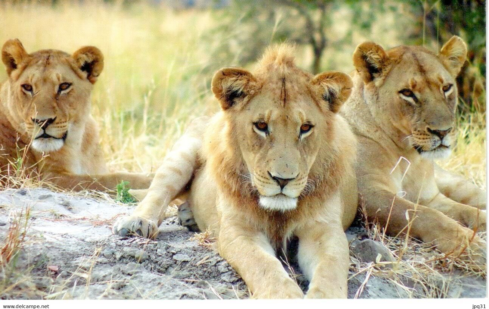 Carte Double Lionnes - Okavango (Botswana) - Leones