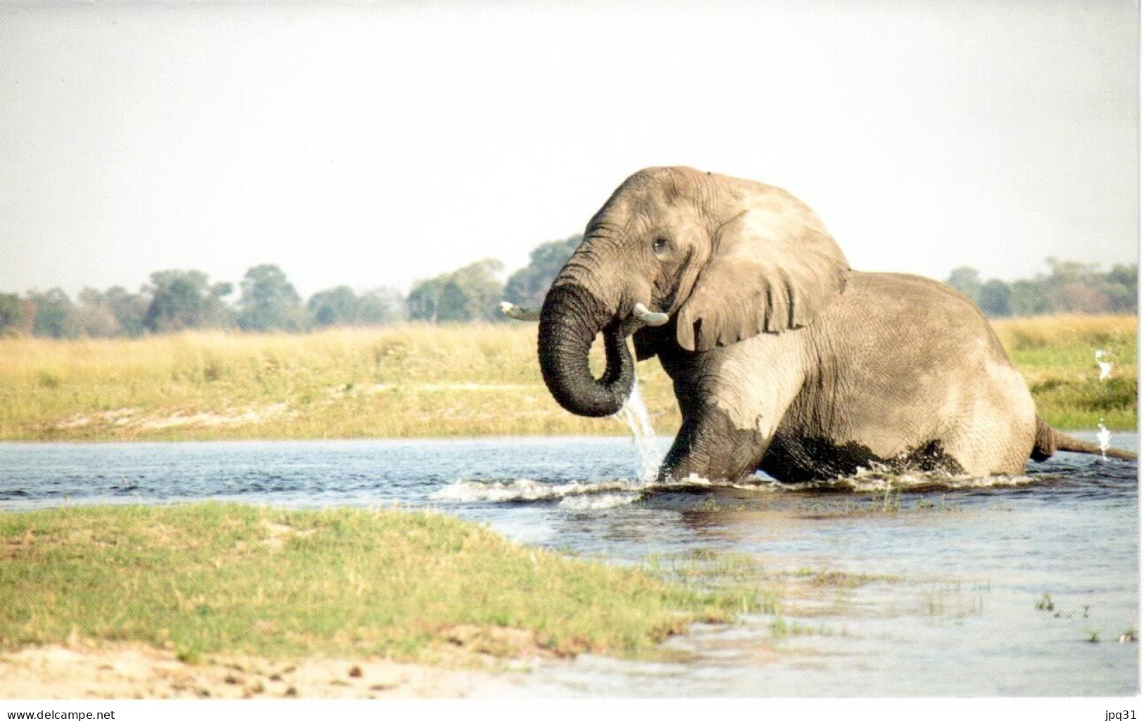 Carte Double Éléphant - Okavango (Botswana) - Elefantes