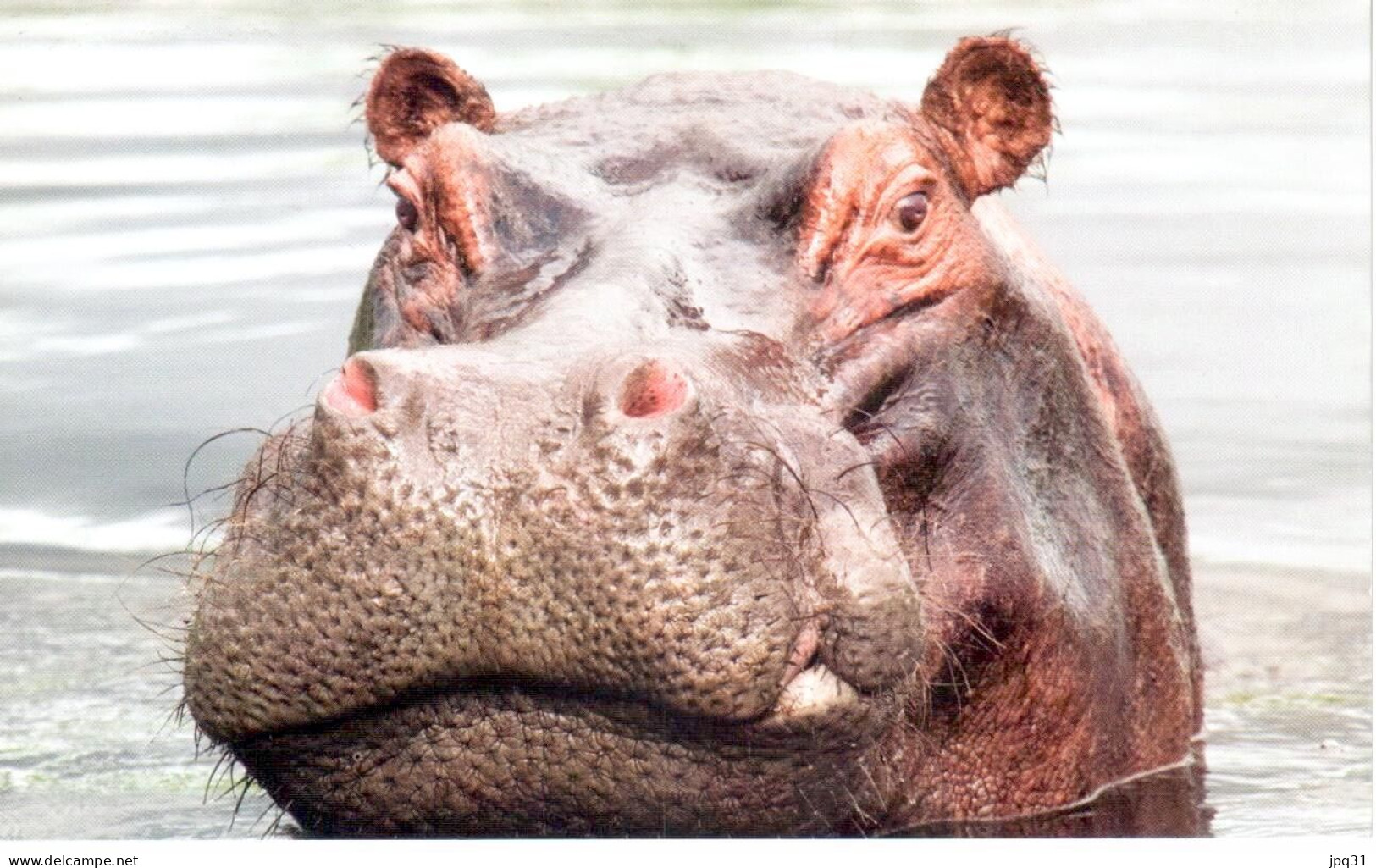 Carte Double Hippopotame - Okavango (Botswana) - Hippopotames