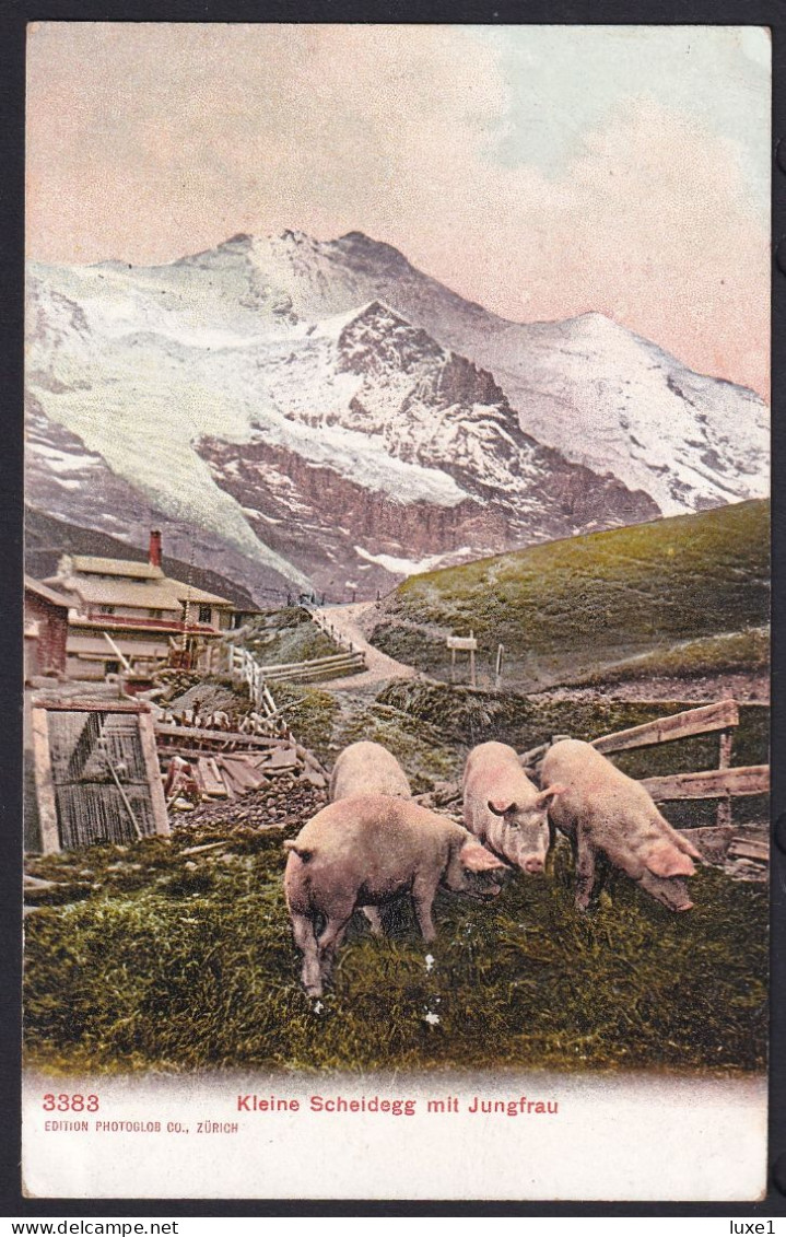 SWITZERLAND  ,   Jungfrau   ,  OLD  POSTCARD - Otros & Sin Clasificación