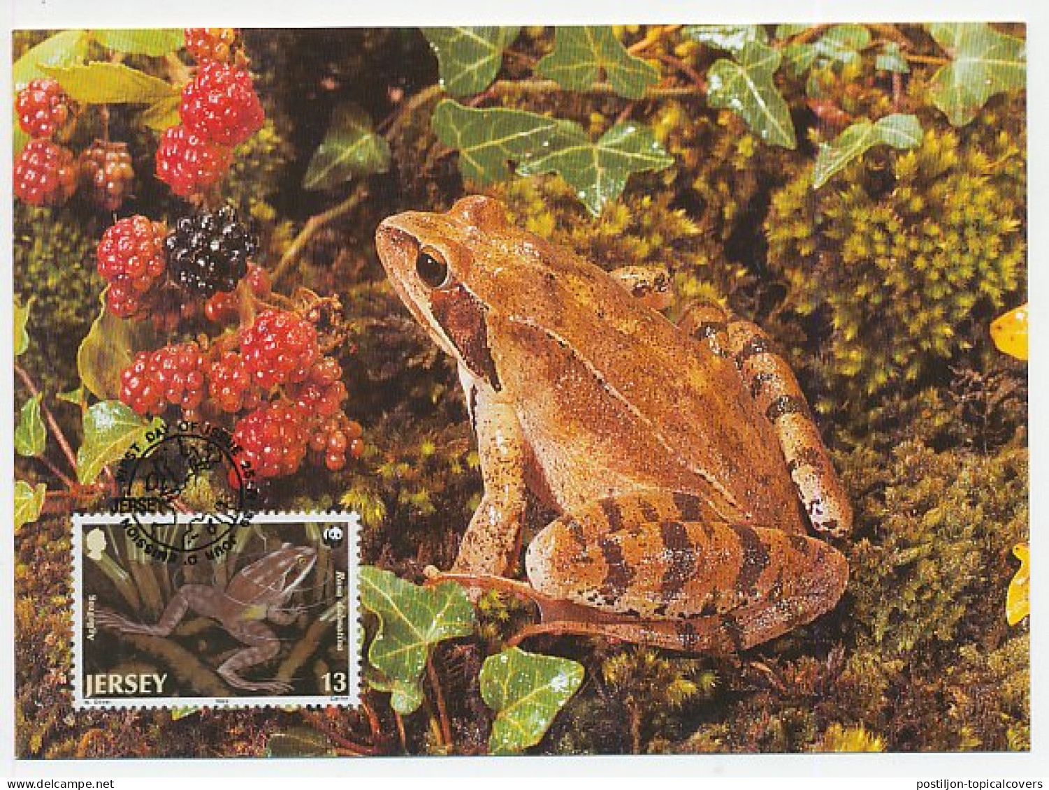 Maximum Card Jersey 1989 Frog - WWF - Andere & Zonder Classificatie