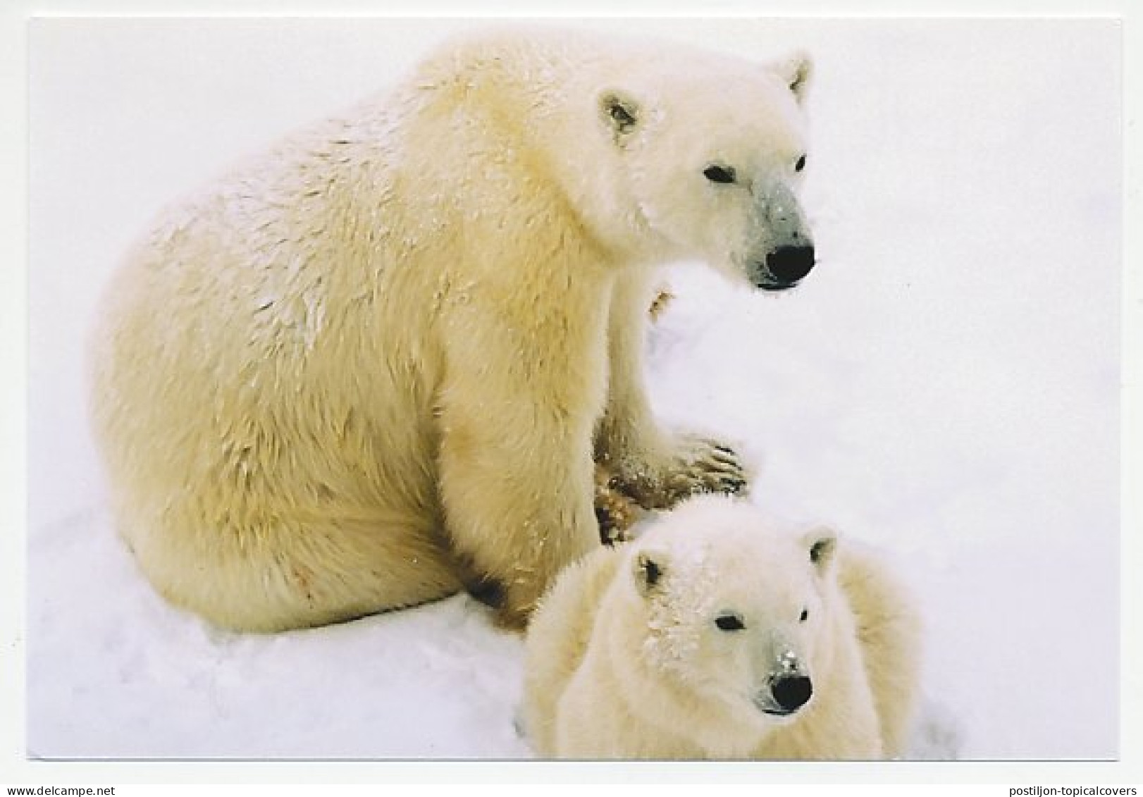 Postal Stationery China 2009 Polar Bear - Expediciones árticas