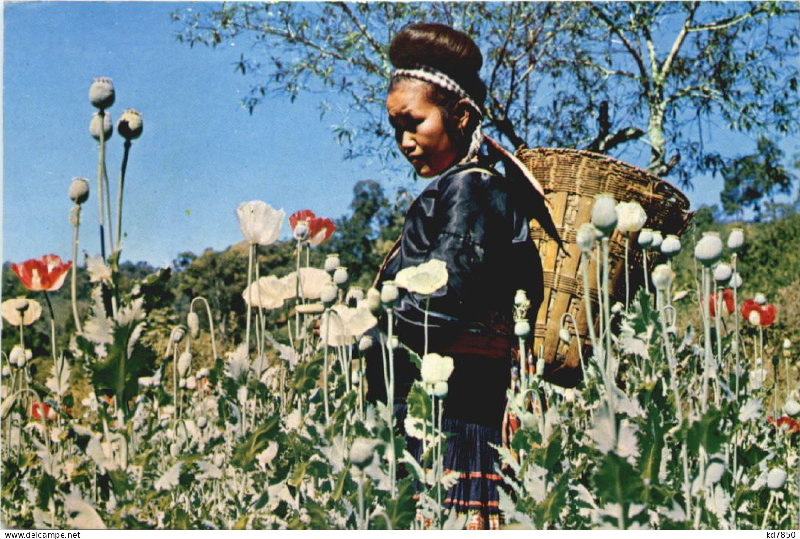 Thailand - Meo Hill Tribe Girl - Thaïland