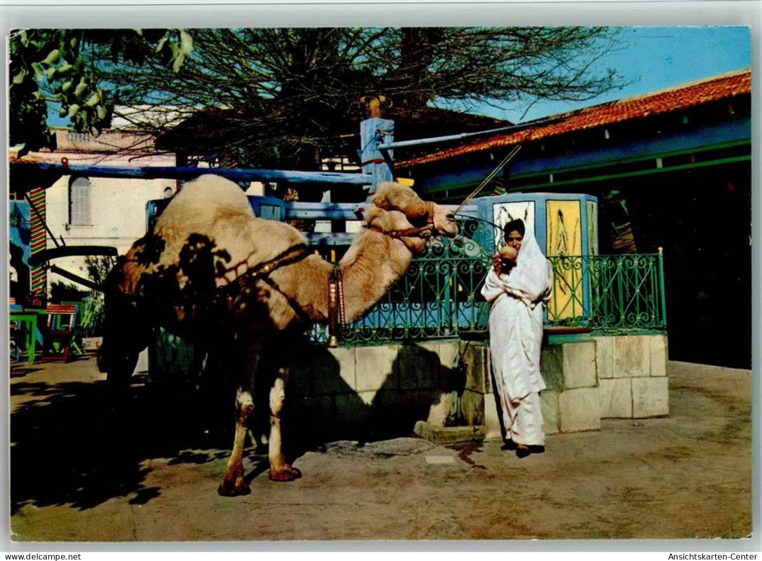 40142904 - Kamele Kamel Touristik 2 Karten Kl. Fehler - Sonstige & Ohne Zuordnung