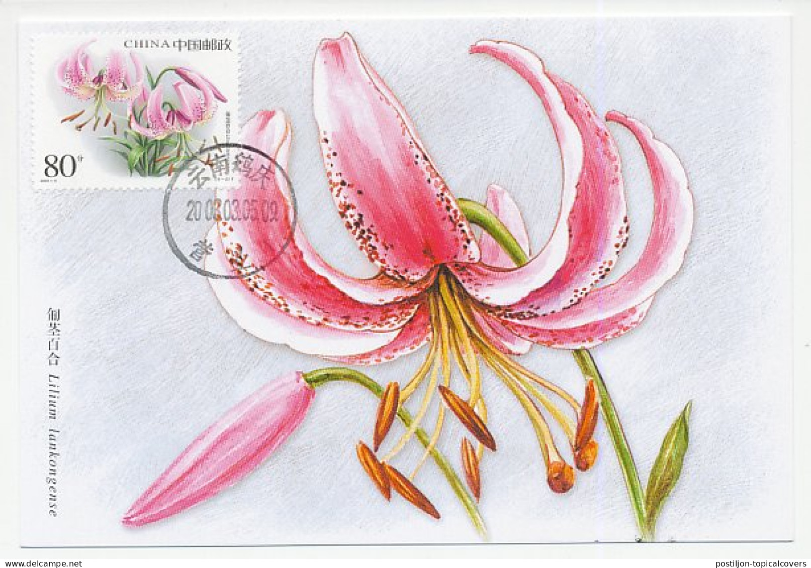 Maximum Card China 2003 Lily - Lilium Lankongense - Otros & Sin Clasificación