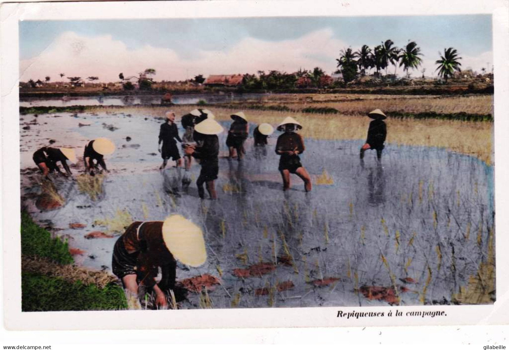 Viêt-Nam - Cochinchine - SAIGON  - Repiquage Du Riz - Plaine Des Joncs - Repiqueuses A La Campagne- 1953 - Vietnam