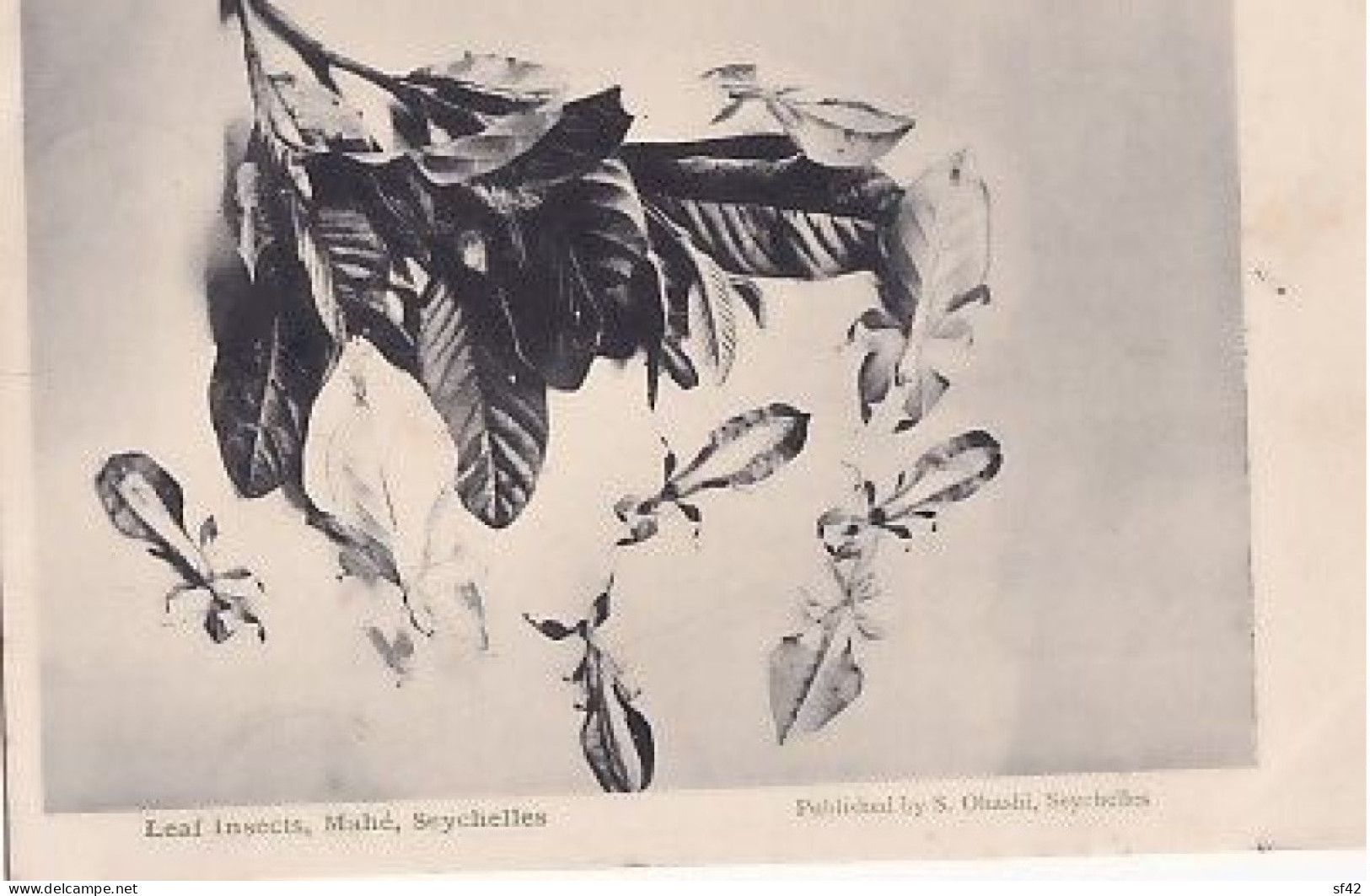 LEAF INSECTS    MAHE SEYCHELLES            +  TIMBRE       PRECURSEUR - Seychelles