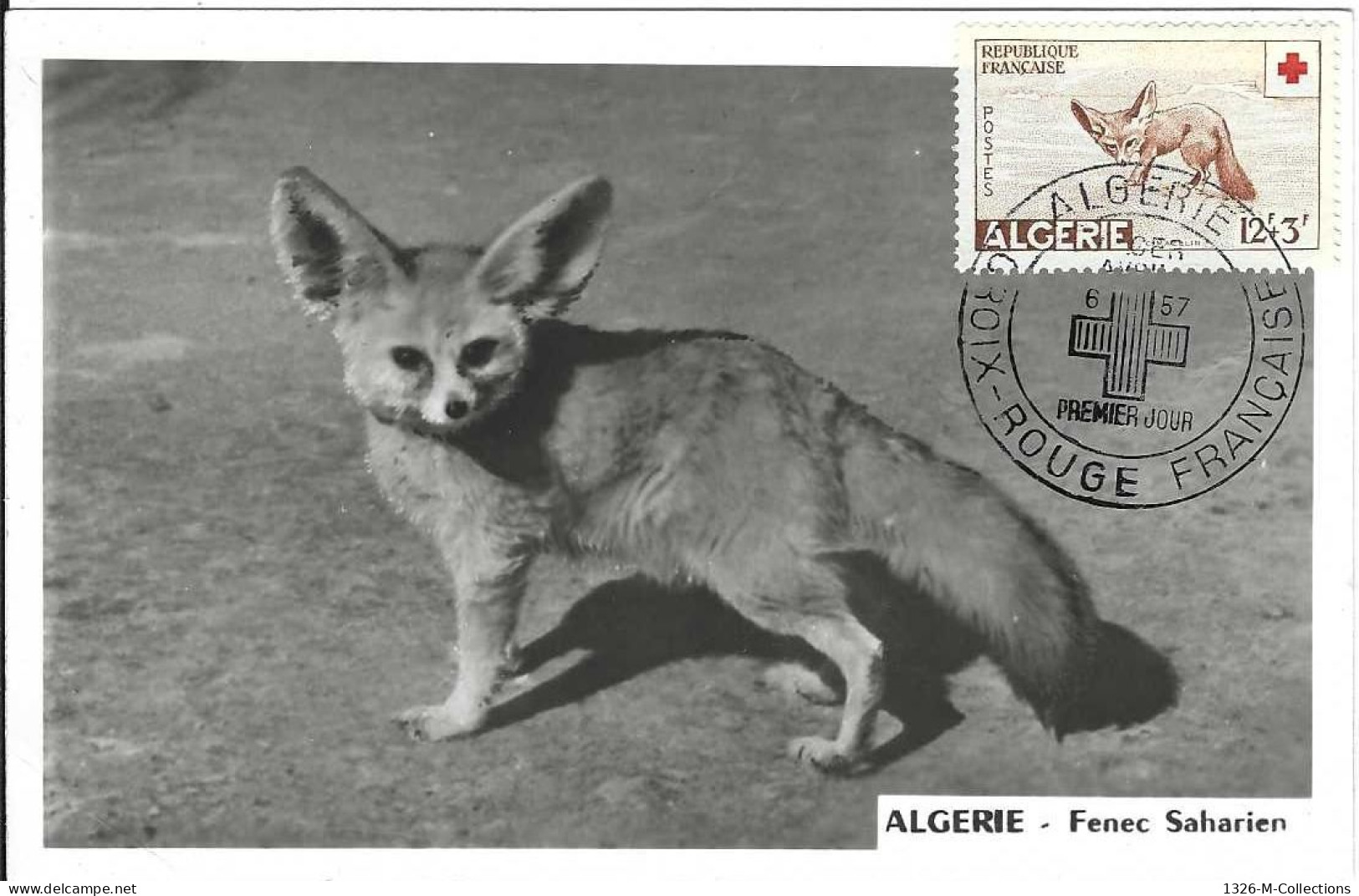 Carte Maximum ALGERIE N° 343 Ceres - Maximum Cards